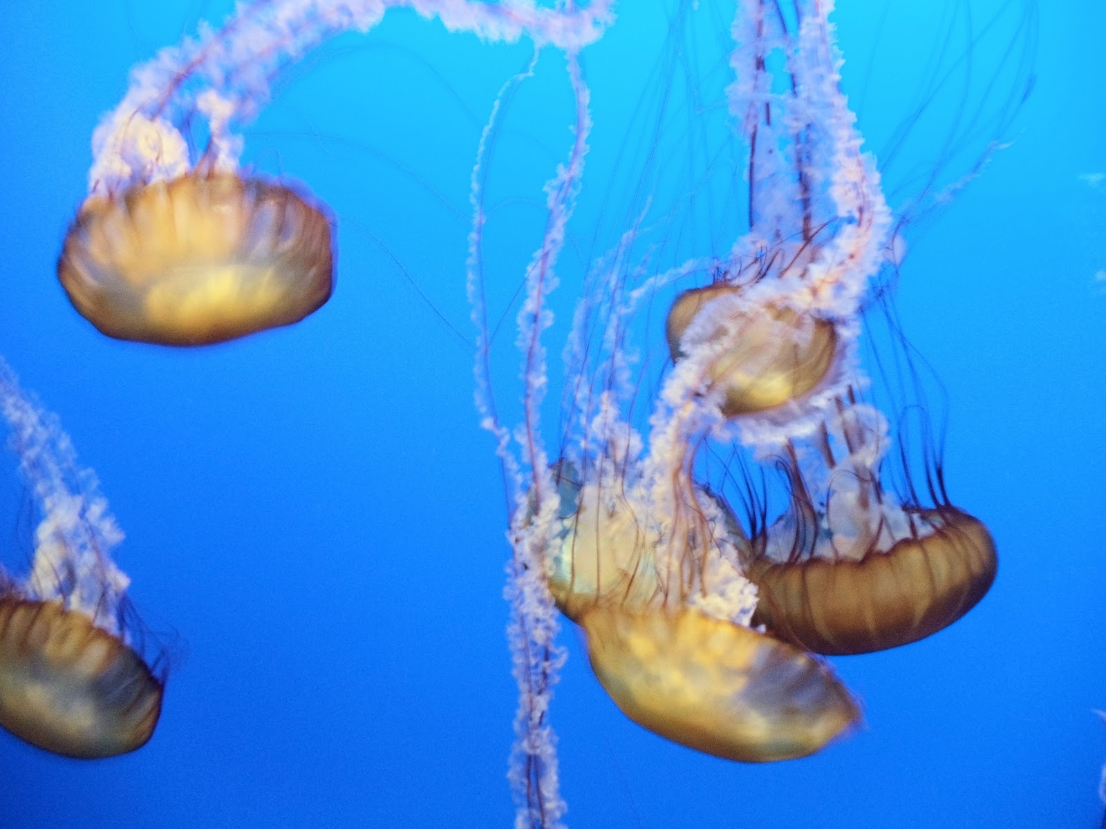 Pacific Sea Nettle Animal Unique In The World