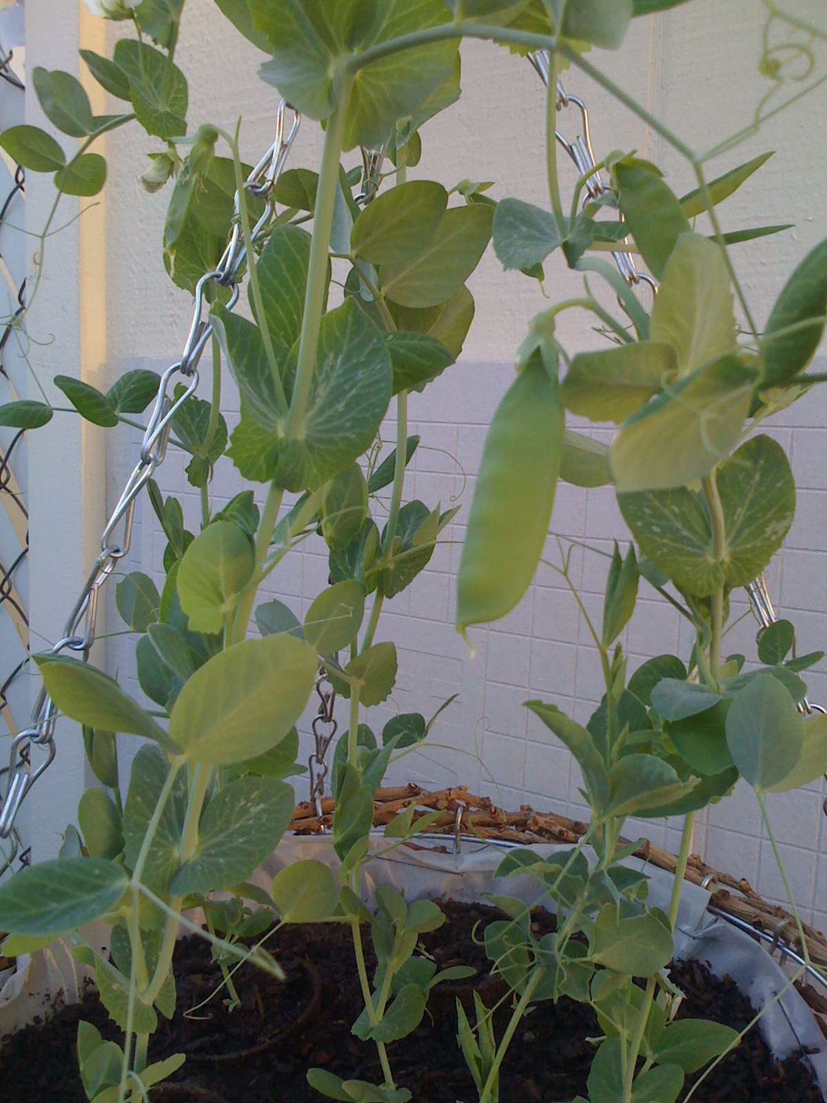 Sammy's Patio Garden Oats, Peas, Beans and Barley Grow! Or at Least