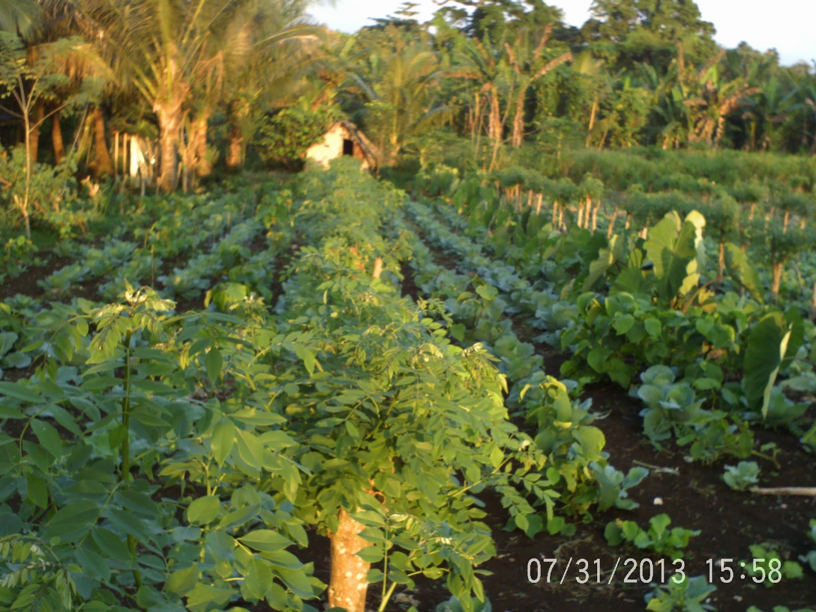 Climate Change Impacts Agriculture in Vanuatu Climate Change and