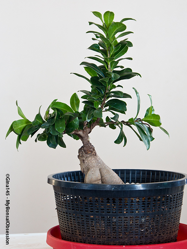 My Bonsai Obsession Here’s my Ginseng Ficus