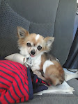 Poochie, Chihuahua