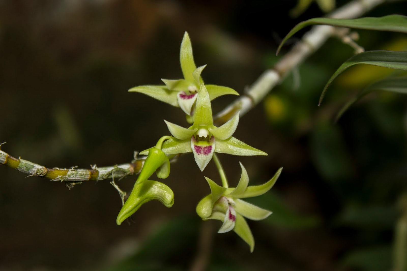 Maria's Orchids A display of dendrobiums