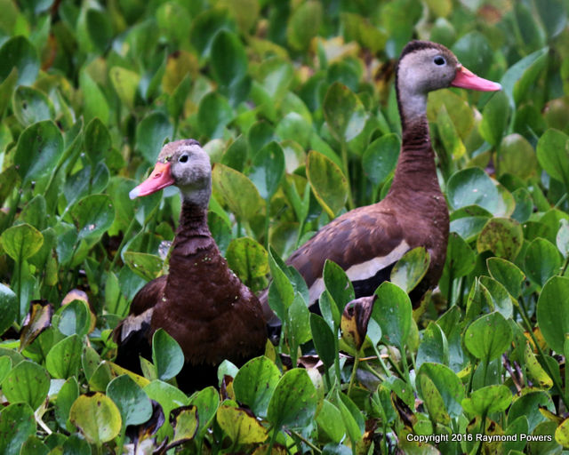 PURE FLORIDA BLACK BELLIED WHISTLING DUCKS IN MY POND