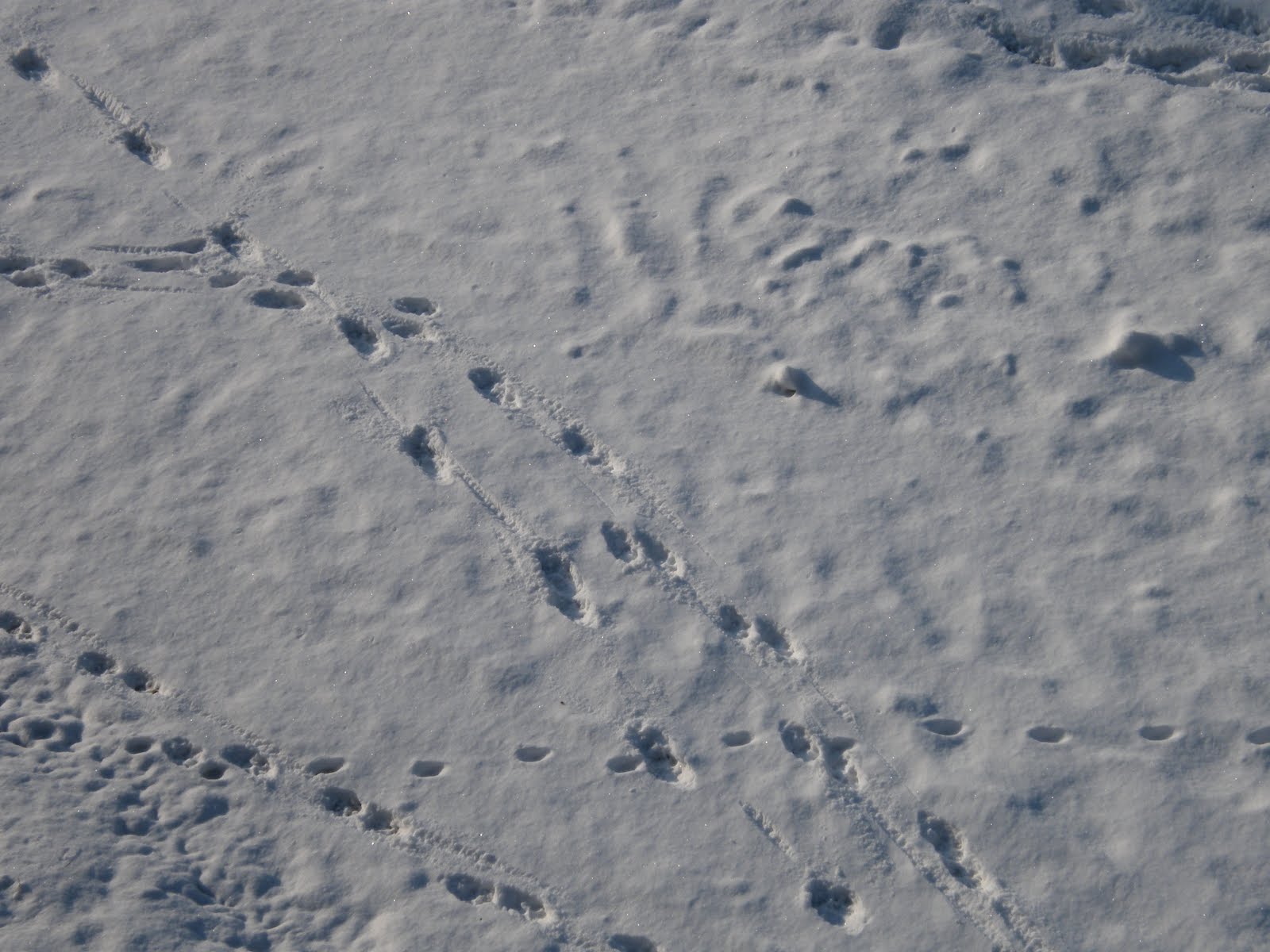 Frasi Sulla Neve Di Canzoni