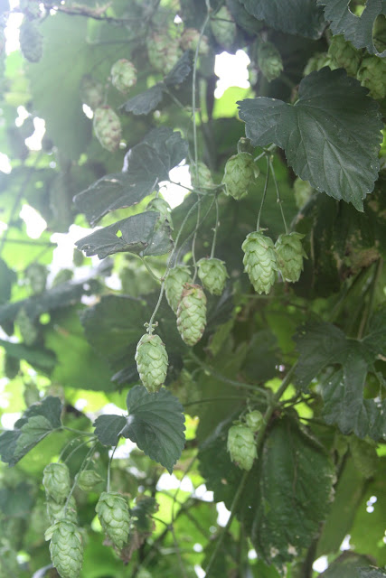 hops flowers, hops, beer garden, Anne Butera, My Giant Strawberry