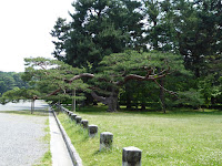京都御苑には、幹周りが300cmを超える巨樹が約160本