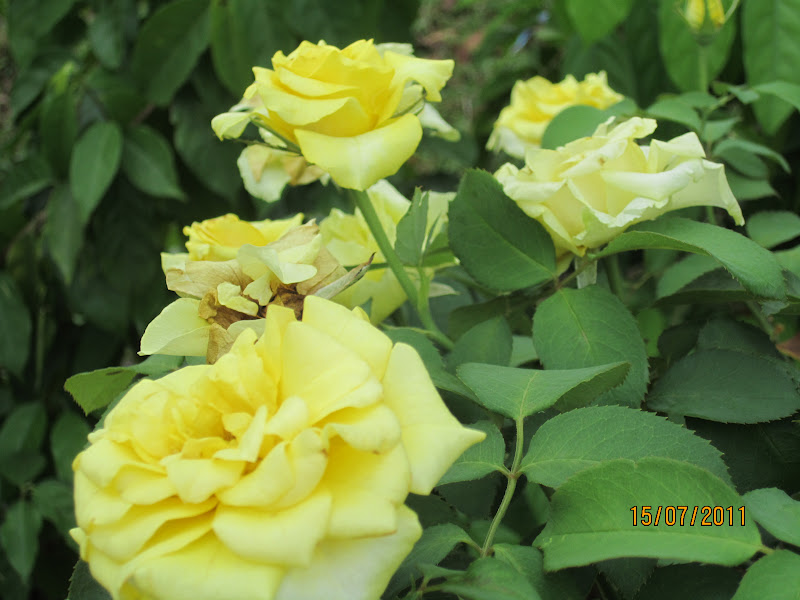 Kembang-Kembang Wangi