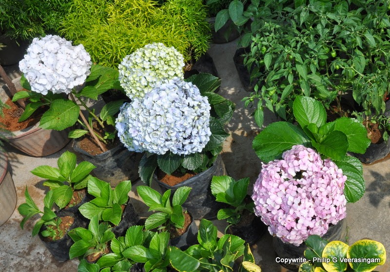 Images of Sri Lanka on Flower plants for sale, 'Waters