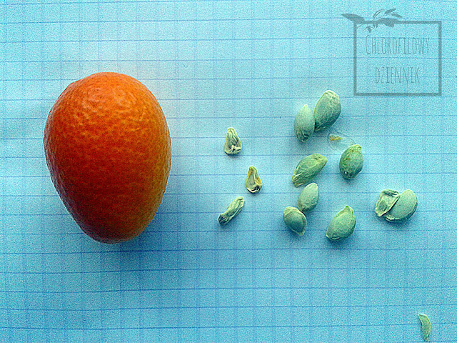 Kumkwat - Citrus japonica - owoce. Zdjęcia w całości i wnętrza owocu, jak smakuje i jak jeść kumkwaty, 