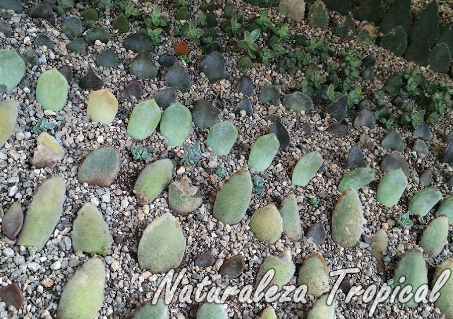 Método de multiplicación asexual por hojas de plantas suculentas