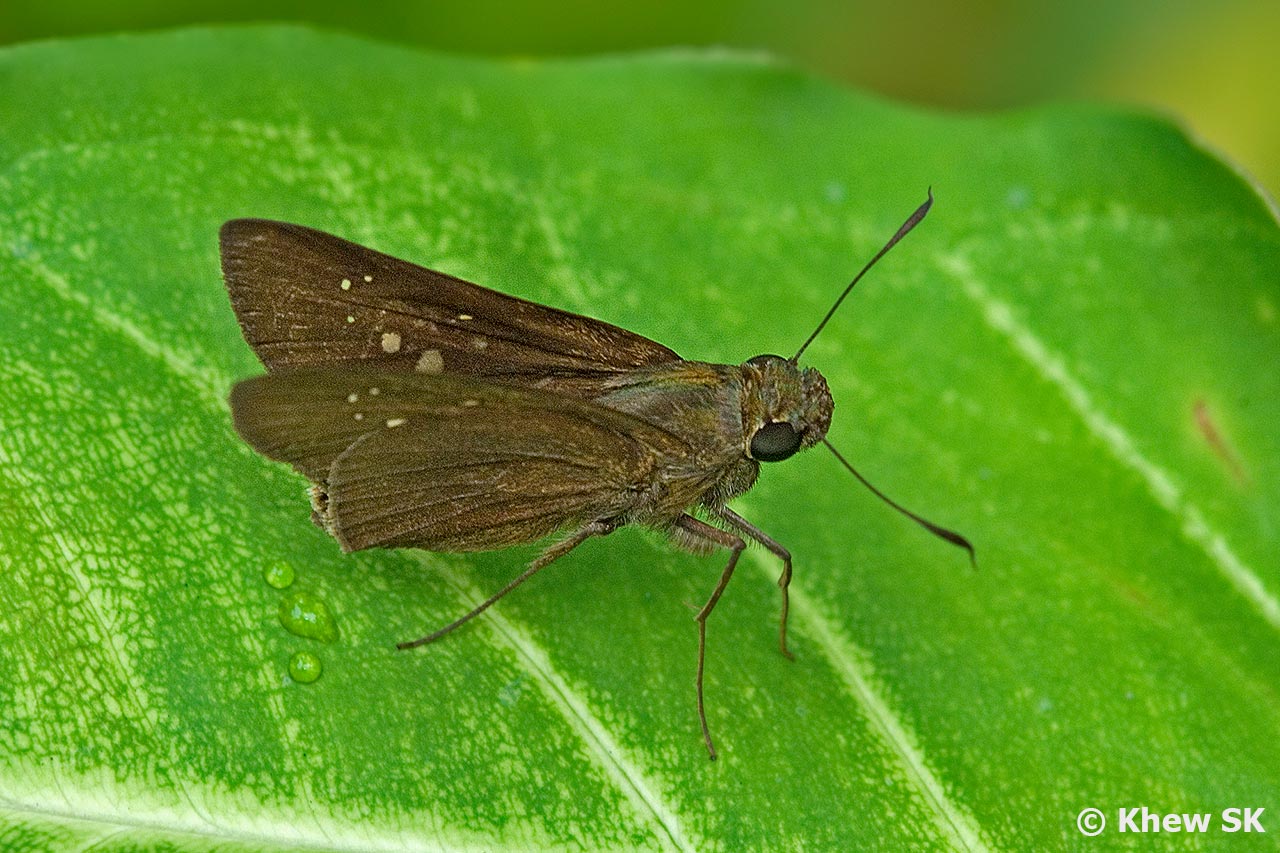 Why So Many Moths In My House Singapore