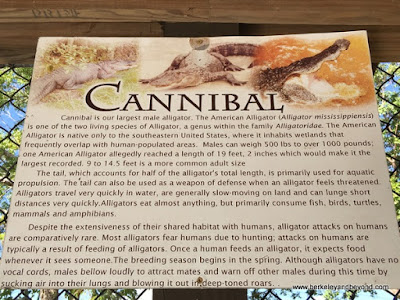 sign description of Cannibal the alligator in zoo at Sawgrass Recreation Park in Weston, Florida
