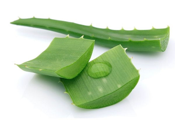 Công thức tạo mặt nạ nha đam cho ngày hè Công thức tạo mặt nạ nha đam cho ngày hè