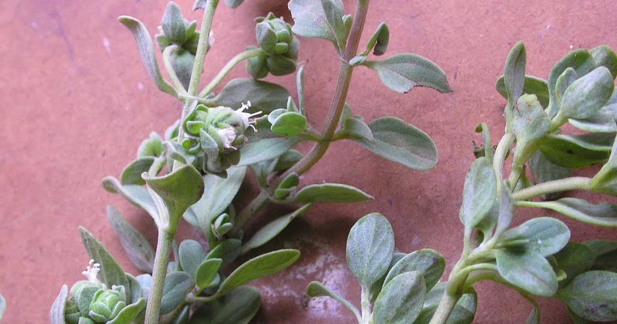 Medicinal Plants Origanum majorana, maruvam, sweet marjoram, murwam