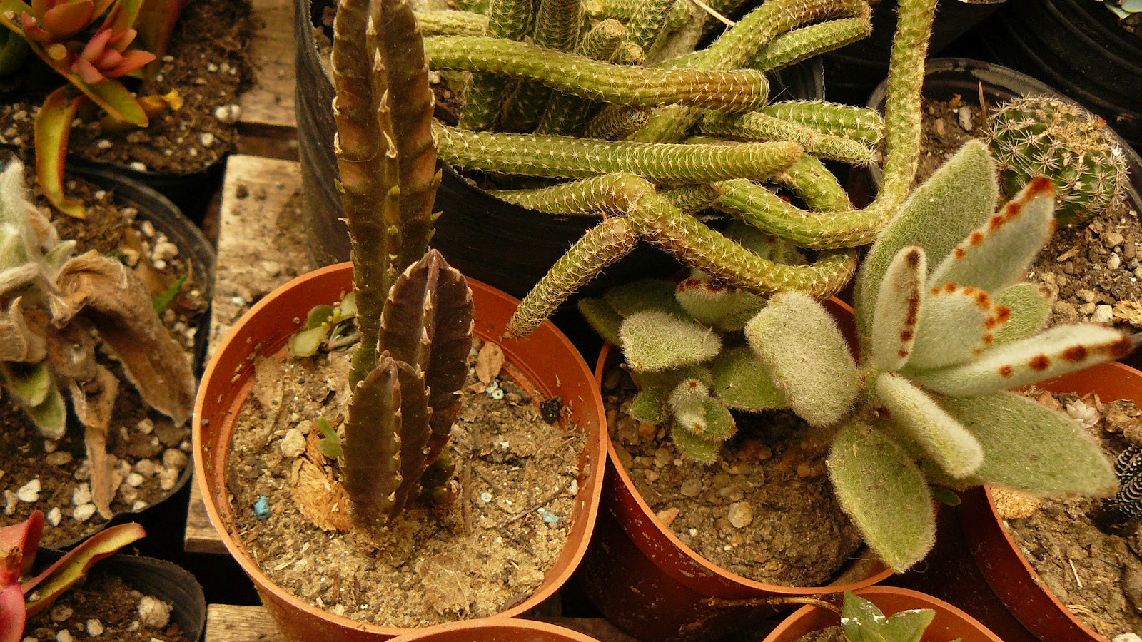 Jardines de cactus y suculentas: Agosto