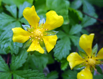 Cincoenrama (Potentilla reptans) flor amarilla