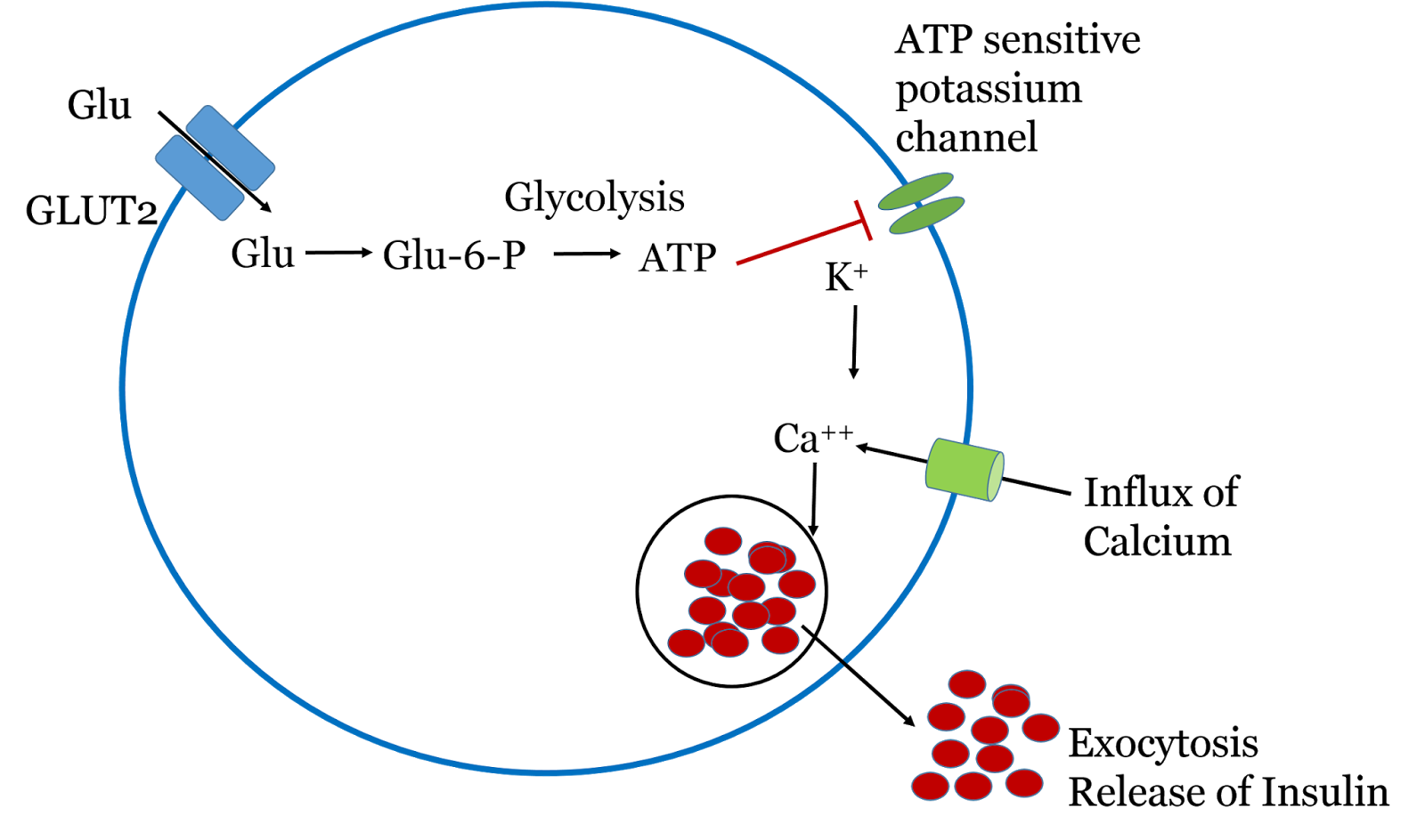 MCQ on HYPOGLYCEMIA Clinical Presentation and Biochemical Diagnosis