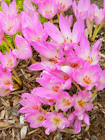 Autumn crocus Colchicum autumnale Fall blooming perennials Garden muses--a Toronto gardening blog