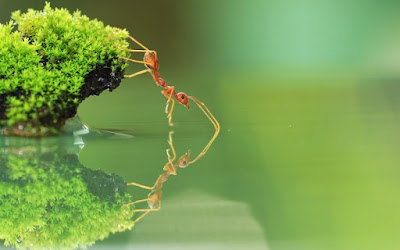 5 Fakta Unik Tentang Semut yang Bisa Membuat Kamu Kagum