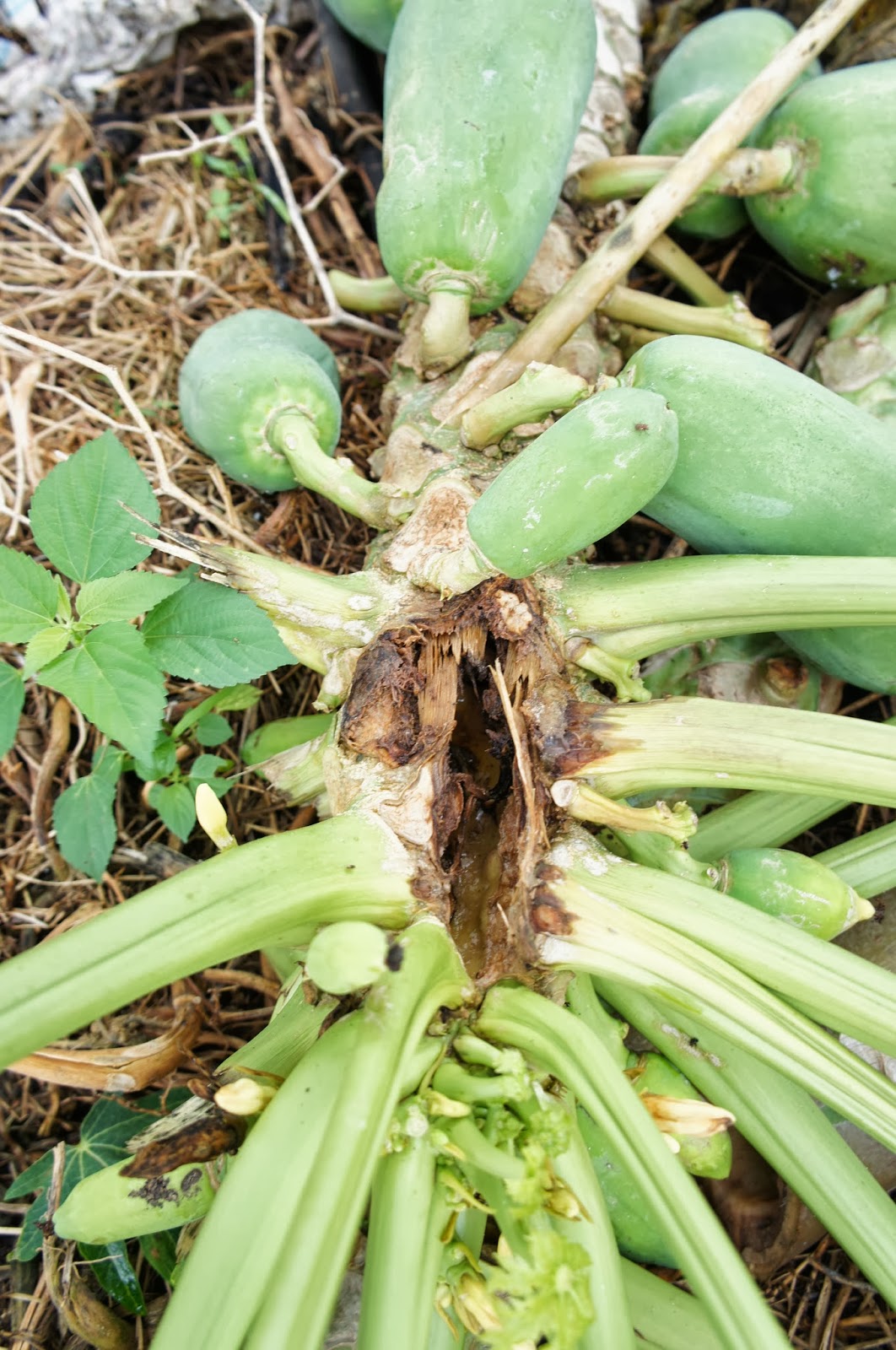 MCrop Papaya Dieback Disease