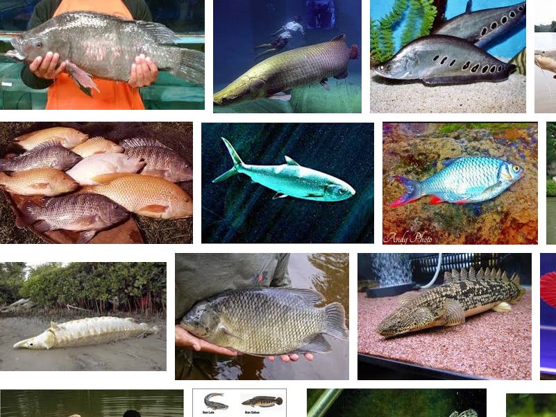 10 Ikan Air Tawar Yang Dapat Tumbuh Sangat Besar Dan Terganas