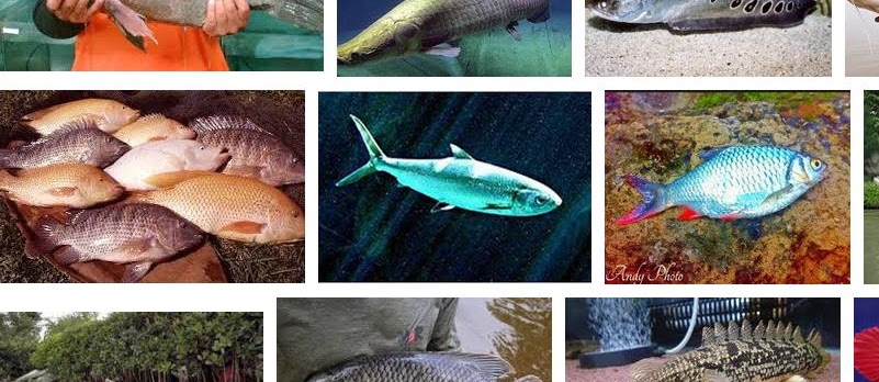 10 Ikan Air Tawar Yang Dapat Tumbuh Sangat Besar Dan Terganas