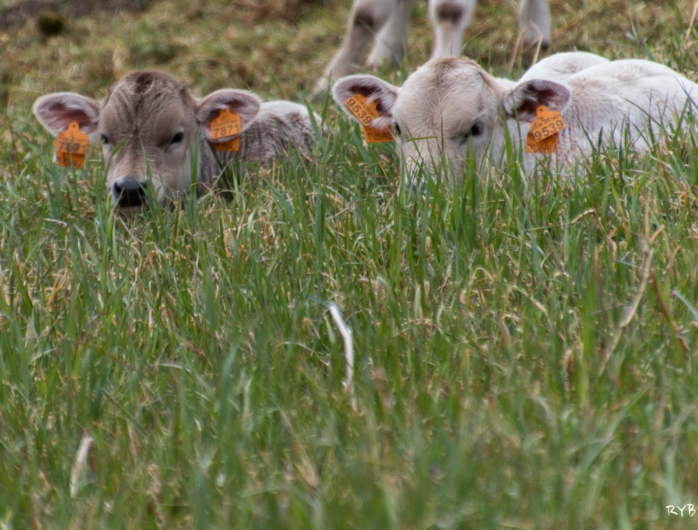 Una de vacas y terneros