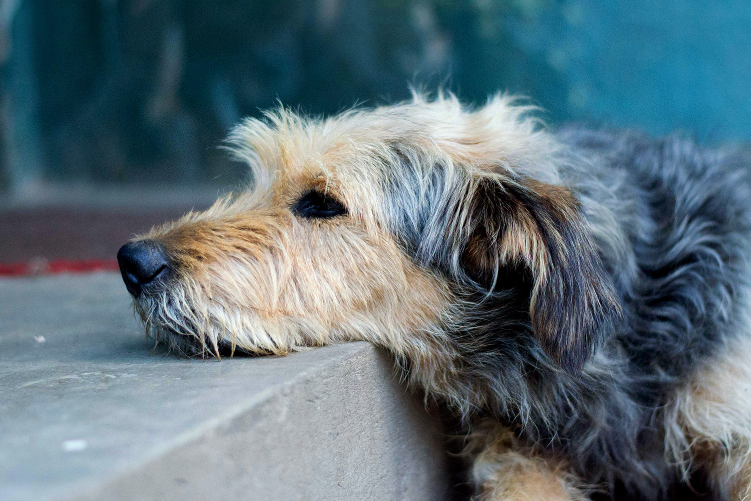 Старый пес. Дряхлая собака. Старая собака. Пожилая собака. Стареющая собака.