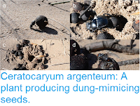 http://sciencythoughts.blogspot.co.uk/2016/08/ceratocaryum-argenteum-plant-producing.html