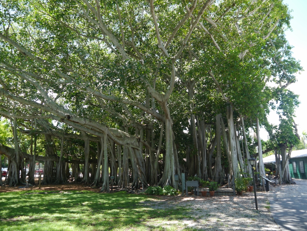 Banyan Tree Fort Myers Edison