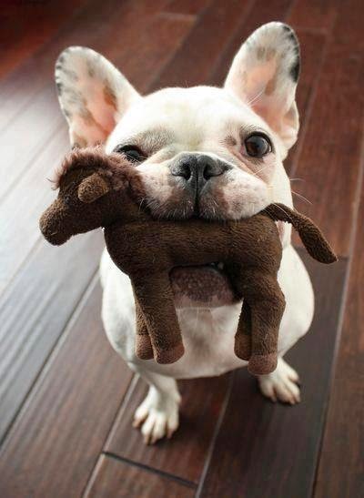 J' ♡ French Bouledogue!