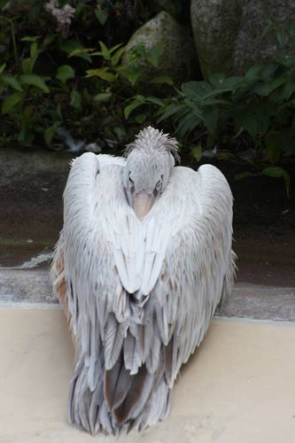 Pink-Backed Pelican