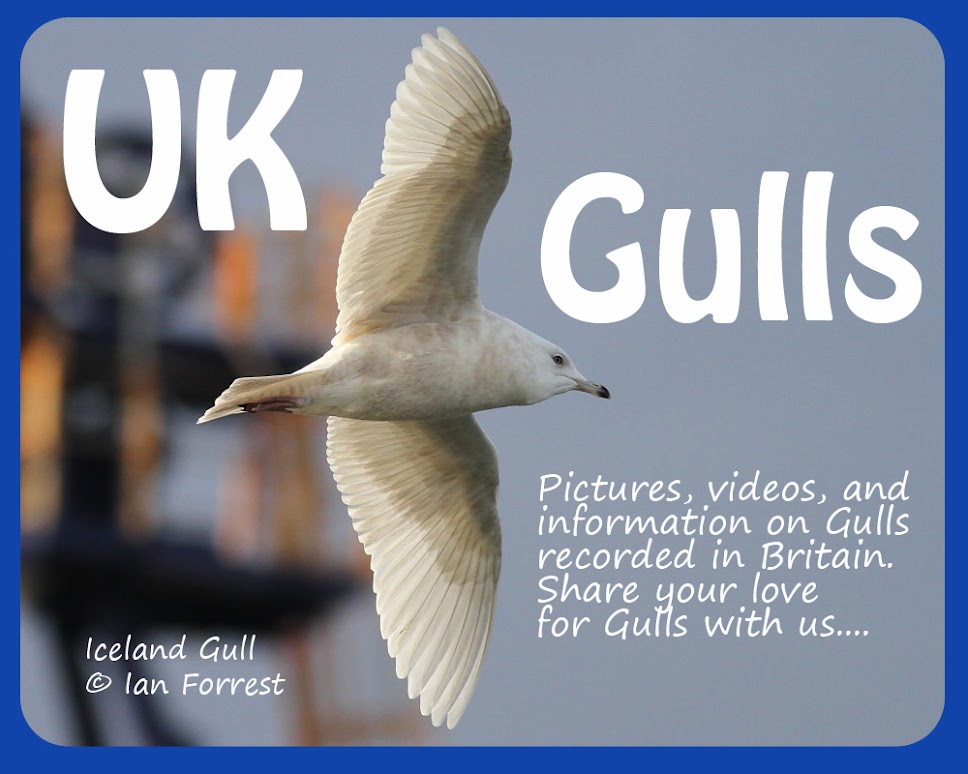 UK Gulls
