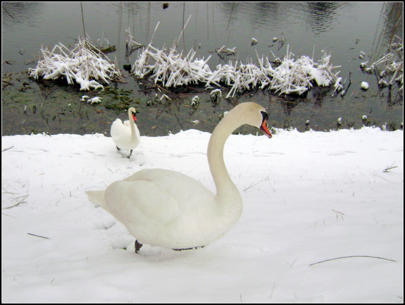 ružičasti dupin: CRVENOKLJUNI LABUD (CYGNUS OLOR)