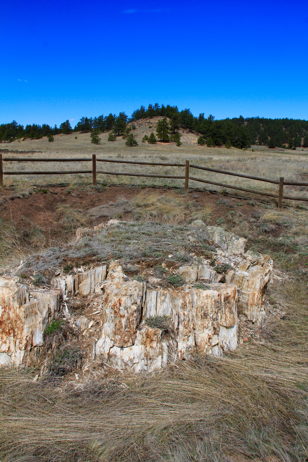 Colorado Lifestyle Florissant Fossil Beds Petrified Forest Loop