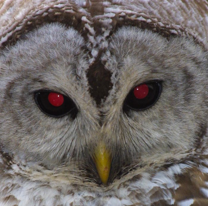 List 97+ Images what color are owls eyes at night Updated