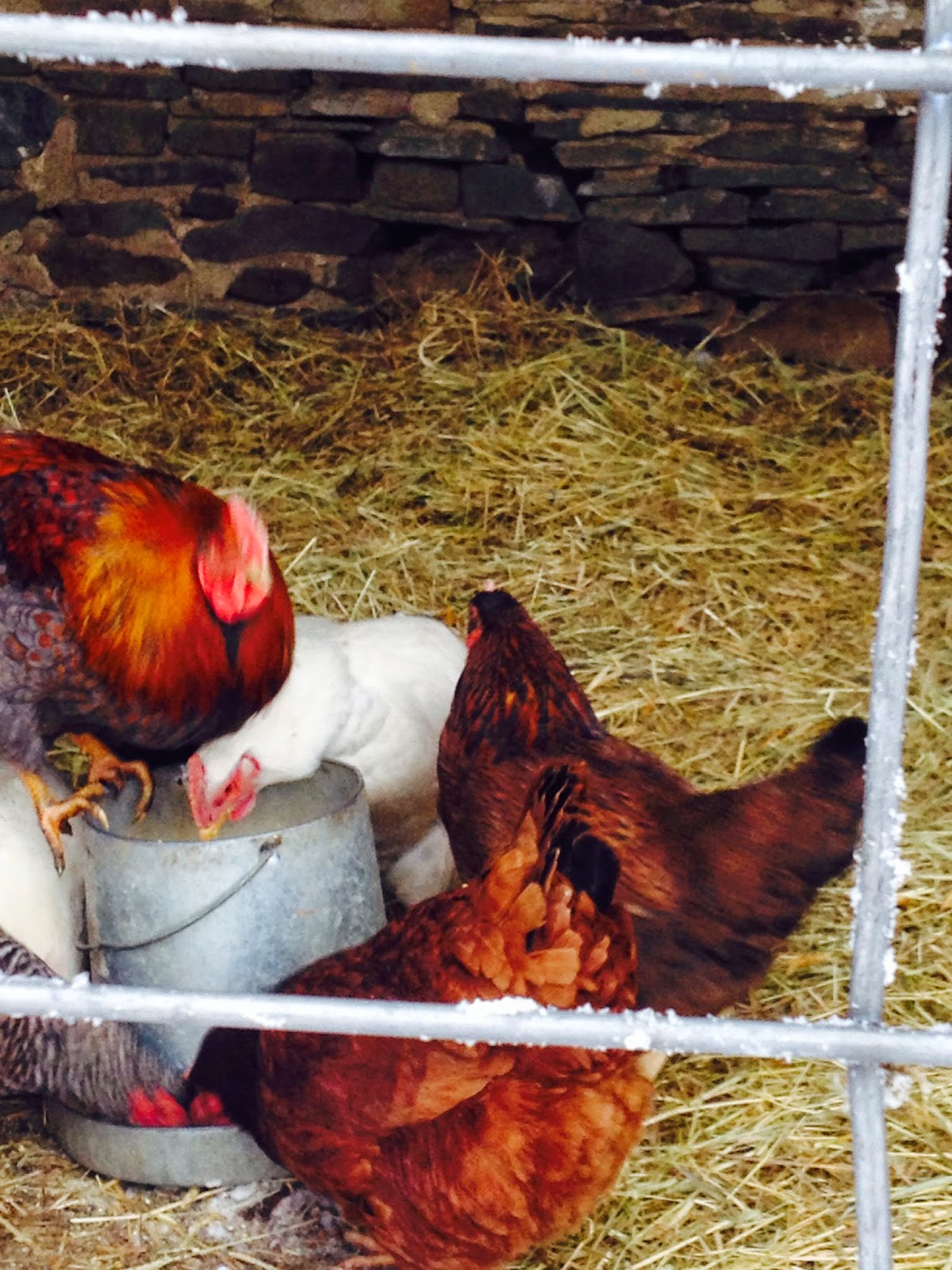 Dandelion's Acre Farm Messy Chickens