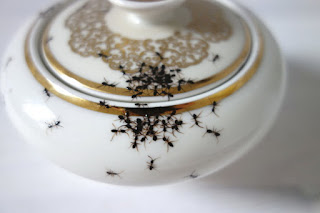 Las Hormigas en las Vajillas