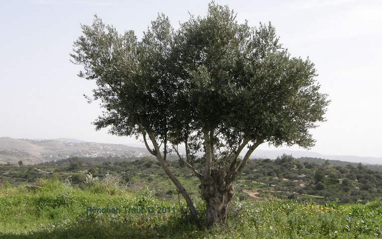 The Olive Tree - Neot Kedumim - 2010