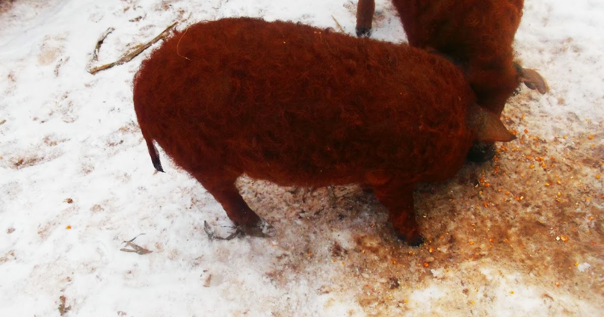 Purcei rasa Mangalita: Vand porci,purcei rasa Mangalita crescuti ecologic