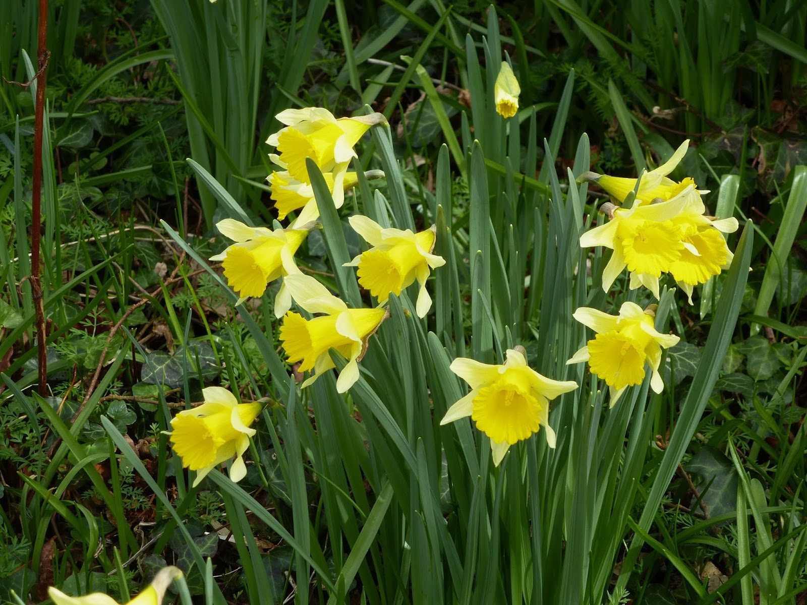 Far From the Madding Crowd A Host, of Golden Daffodils