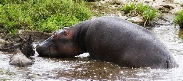 one of the best wildlife encounters of a heroic hippo saving a young wildebeest to safety and giving it a big smile via geniushowto.blogspot.com smiling hippo