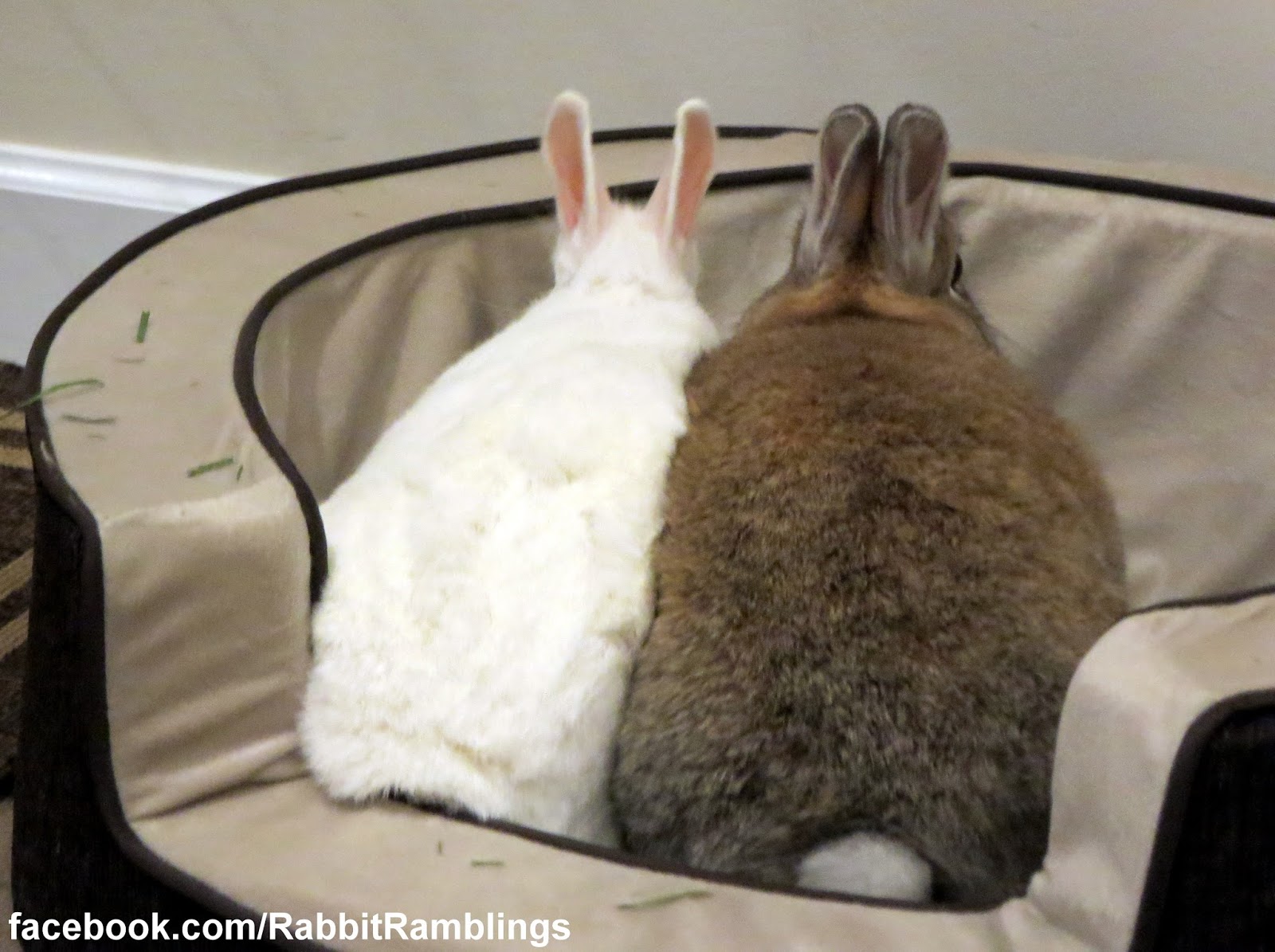 Rabbit Ramblings Bunny Bed