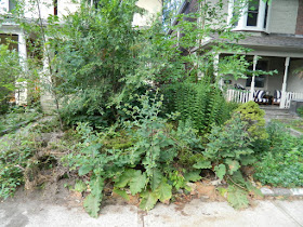 Leslieville Toronto front garden summer cleanup before by Paul Jung Gardening Services