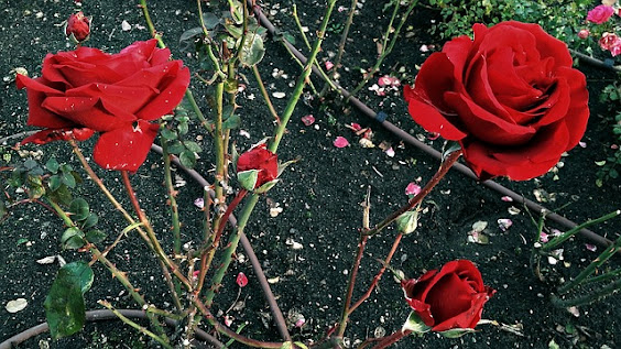Thorny rose plant with bright red roses