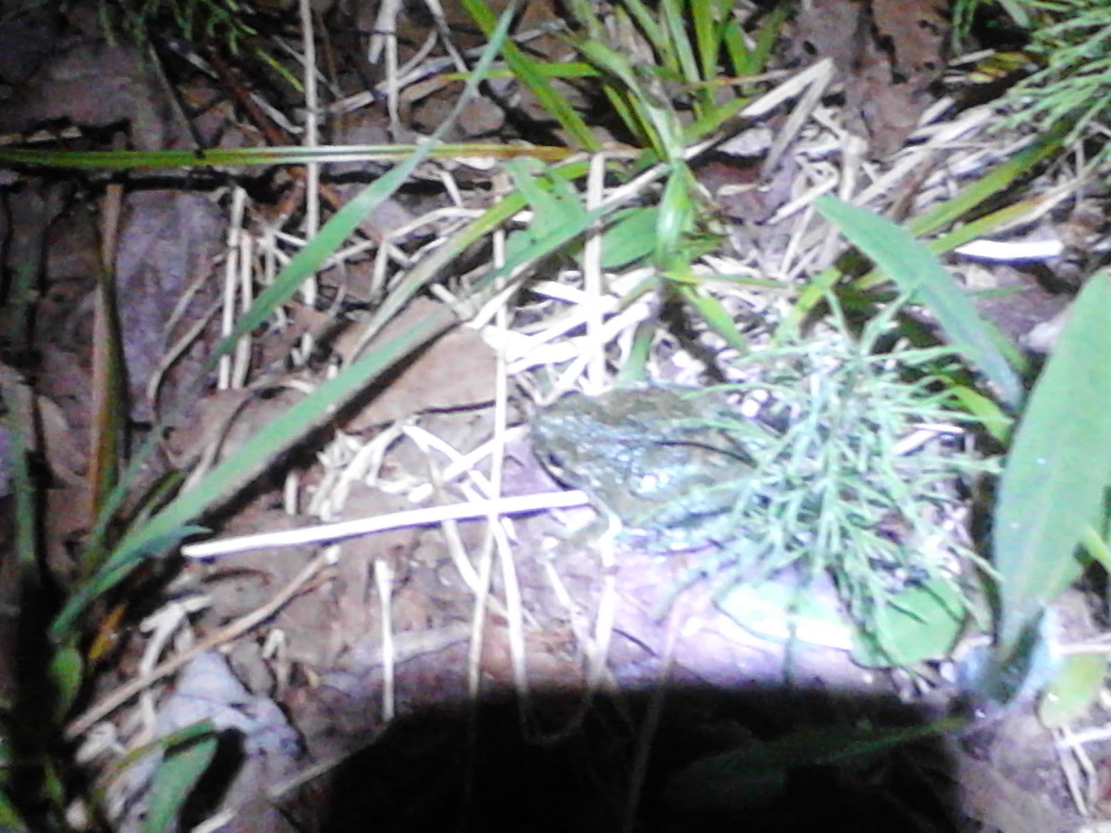 Learning In Nature Tree Frogs of Maine