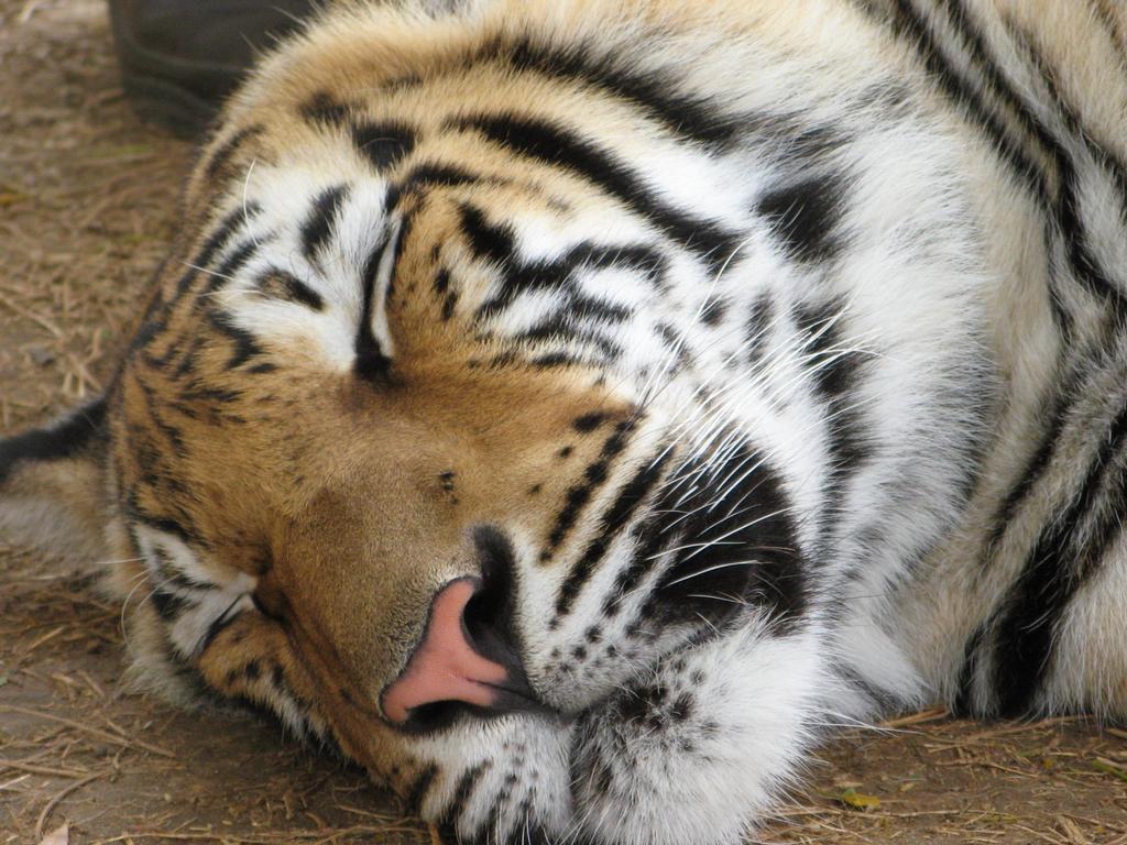 тигр спит. тигр в доме. сон тигр. тигр спит. тигрица спит.