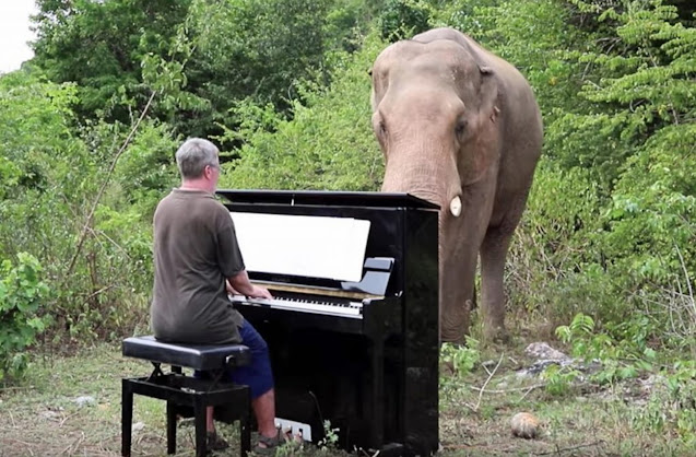 Пианист дает концерты в джунглях
