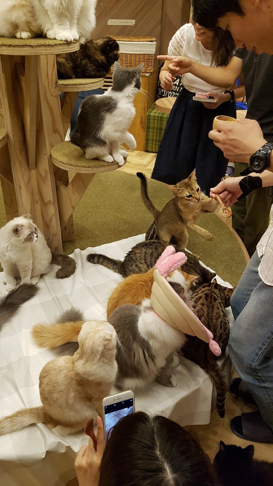 Japan Travel Blog Osaka Cat Cafe MoCHA Shinsaibashi