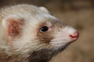 Fundamentalist evolutionists attack and misrepresent creationists very frequently. Also, there is a call for the evolutionary faithful to protect their religion of evolutionism. Many act like weasels.